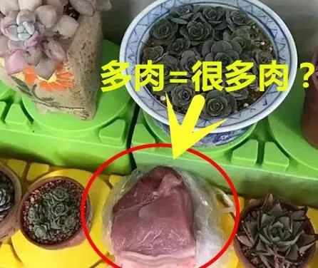 幼兒園老師布置樹葉收集作業(yè)，萌娃扛來兩米高‘巨無霸’樹葉驚呆全場